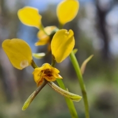 Diuris nigromontana at Watson, ACT - suppressed