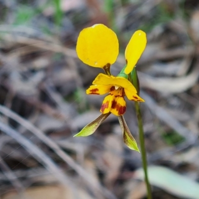 Diuris nigromontana (Black Mountain Leopard Orchid) at Black Mountain - 18 Oct 2020 by RobynHall