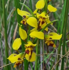 Diuris sulphurea (Tiger Orchid) at Bruce, ACT - 18 Oct 2020 by RobynHall