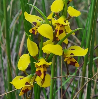 Diuris sulphurea (Tiger Orchid) at Black Mountain - 17 Oct 2020 by RobynHall