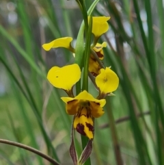 Diuris sulphurea at Bruce, ACT - 18 Oct 2020