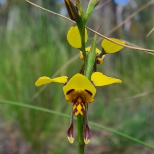 Diuris sulphurea at Bruce, ACT - 18 Oct 2020