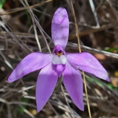 Glossodia major (Wax Lip Orchid) at Black Mountain - 18 Oct 2020 by RobynHall