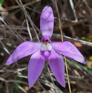 Glossodia major at Bruce, ACT - 18 Oct 2020