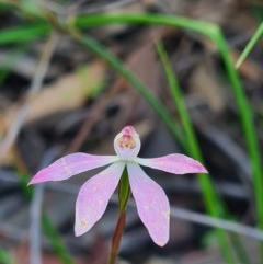 Caladenia fuscata (Dusky Fingers) at Acton, ACT - 18 Oct 2020 by RobynHall