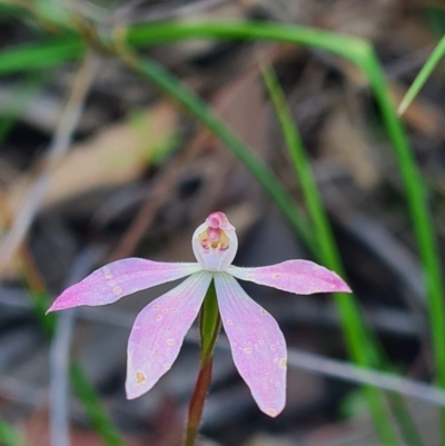 Caladenia fuscata (Dusky Fingers) at Black Mountain - 18 Oct 2020 by RobynHall