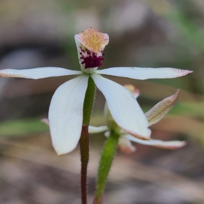 Caladenia cucullata (Lemon Caps) at Bruce, ACT - 17 Oct 2020 by RobynHall