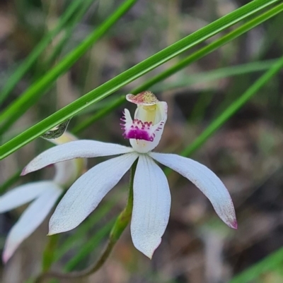 Caladenia moschata (Musky Caps) at Black Mountain - 17 Oct 2020 by RobynHall