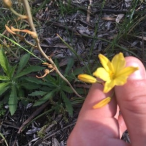 Bulbine bulbosa at Hughes, ACT - 19 Oct 2020 04:29 PM