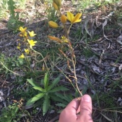 Bulbine bulbosa at Hughes, ACT - 19 Oct 2020 04:29 PM