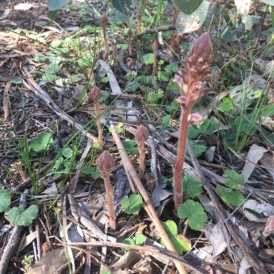 Orobanche minor (Broomrape) at Federal Golf Course - 19 Oct 2020 by Tapirlord