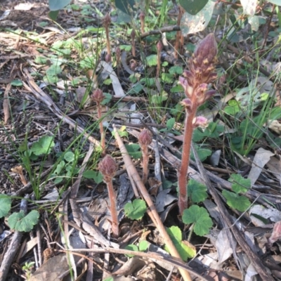 Orobanche minor (Broomrape) at Hughes, ACT - 19 Oct 2020 by Tapirlord