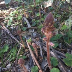 Orobanche minor at Hughes, ACT - 19 Oct 2020 04:33 PM