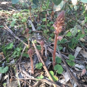 Orobanche minor at Hughes, ACT - 19 Oct 2020