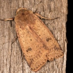 Diarsia intermixta (Chevron Cutworm, Orange Peel Moth.) at Melba, ACT - 13 Oct 2020 by kasiaaus