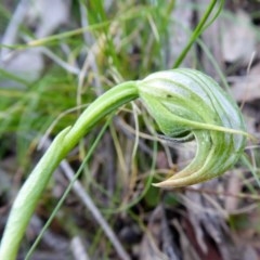 Pterostylis nutans (Nodding Greenhood) at Yass River, NSW - 19 Oct 2020 by SenexRugosus