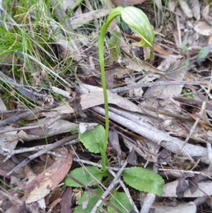 Pterostylis nutans at Yass River, NSW - suppressed