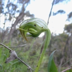 Pterostylis nutans at Yass River, NSW - suppressed