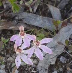 Caladenia carnea (Pink Fingers) at Paddys River, ACT - 4 Oct 2020 by RobynHall