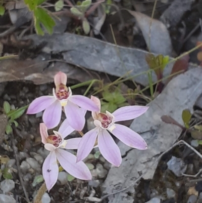 Caladenia carnea (Pink Fingers) at Tidbinbilla Nature Reserve - 4 Oct 2020 by RobynHall