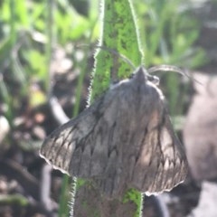 Cyneoterpna wilsoni at Hughes, ACT - 19 Oct 2020