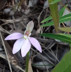 Caladenia carnea (Pink Fingers) at Tidbinbilla Nature Reserve - 4 Oct 2020 by RobynHall