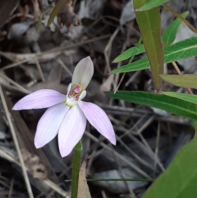 Caladenia carnea (Pink Fingers) at Tidbinbilla Nature Reserve - 4 Oct 2020 by RobynHall