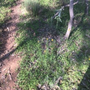 Xerochrysum viscosum at Red Hill, ACT - 19 Oct 2020