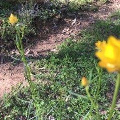 Xerochrysum viscosum at Red Hill, ACT - 19 Oct 2020