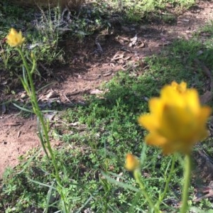 Xerochrysum viscosum at Red Hill, ACT - 19 Oct 2020