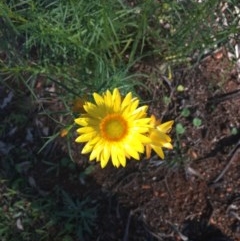 Xerochrysum viscosum at Red Hill, ACT - 19 Oct 2020