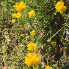 Calotis lappulacea (Yellow Burr Daisy) at Red Hill Nature Reserve - 19 Oct 2020 by Tapirlord