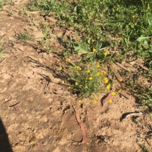 Calotis lappulacea at Red Hill, ACT - 19 Oct 2020