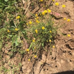 Calotis lappulacea at Red Hill, ACT - 19 Oct 2020