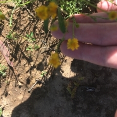 Calotis lappulacea at Red Hill, ACT - 19 Oct 2020