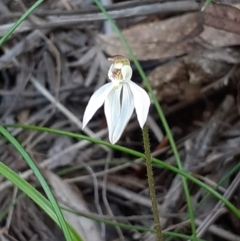 Caladenia carnea (Pink Fingers) at Tidbinbilla Nature Reserve - 4 Oct 2020 by RobynHall