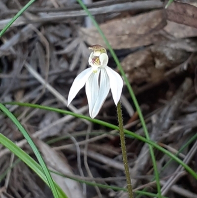 Caladenia carnea (Pink Fingers) at Tidbinbilla Nature Reserve - 4 Oct 2020 by RobynHall