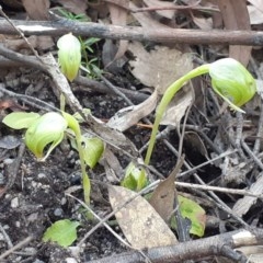 Pterostylis nutans (Nodding Greenhood) at Tidbinbilla Nature Reserve - 4 Oct 2020 by RobynHall