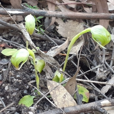 Pterostylis nutans (Nodding Greenhood) at Tidbinbilla Nature Reserve - 4 Oct 2020 by RobynHall