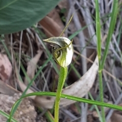 Pterostylis pedunculata (Maroonhood) at Paddys River, ACT - 4 Oct 2020 by RobynHall