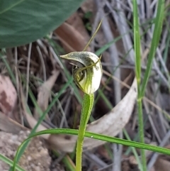 Pterostylis pedunculata (Maroonhood) at Tidbinbilla Nature Reserve - 4 Oct 2020 by RobynHall