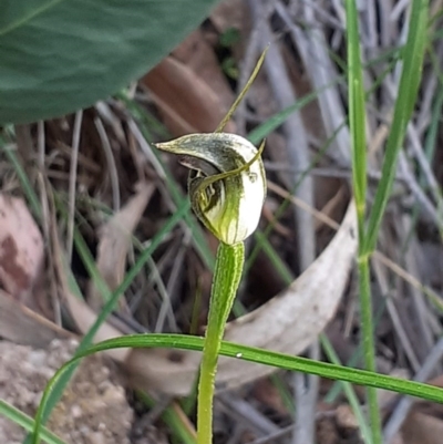 Pterostylis pedunculata (Maroonhood) at Tidbinbilla Nature Reserve - 4 Oct 2020 by RobynHall