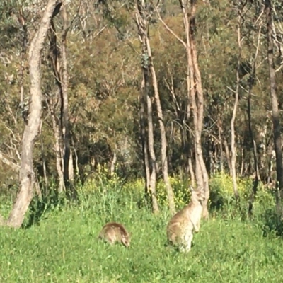 Macropus giganteus (Eastern Grey Kangaroo) at Red Hill Nature Reserve - 19 Oct 2020 by Tapirlord