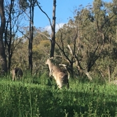 Macropus giganteus at Red Hill, ACT - 19 Oct 2020 04:46 PM