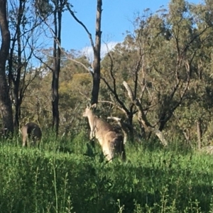 Macropus giganteus at Red Hill, ACT - 19 Oct 2020 04:46 PM