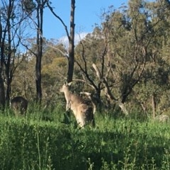 Macropus giganteus at Red Hill, ACT - 19 Oct 2020 04:46 PM