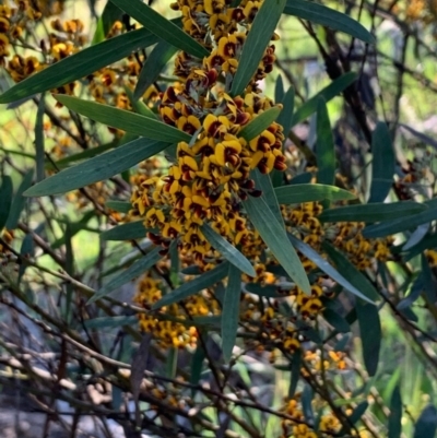 Daviesia mimosoides (Bitter Pea) at Bruce, ACT - 17 Oct 2020 by JVR