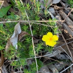 Hibbertia sp. (Guinea Flower) at Flea Bog Flat, Bruce - 17 Oct 2020 by JVR