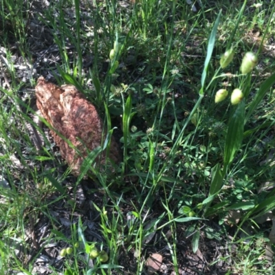 Briza maxima (Quaking Grass, Blowfly Grass) at Red Hill Nature Reserve - 19 Oct 2020 by Tapirlord