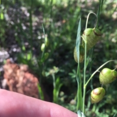 Briza maxima at Red Hill, ACT - 19 Oct 2020